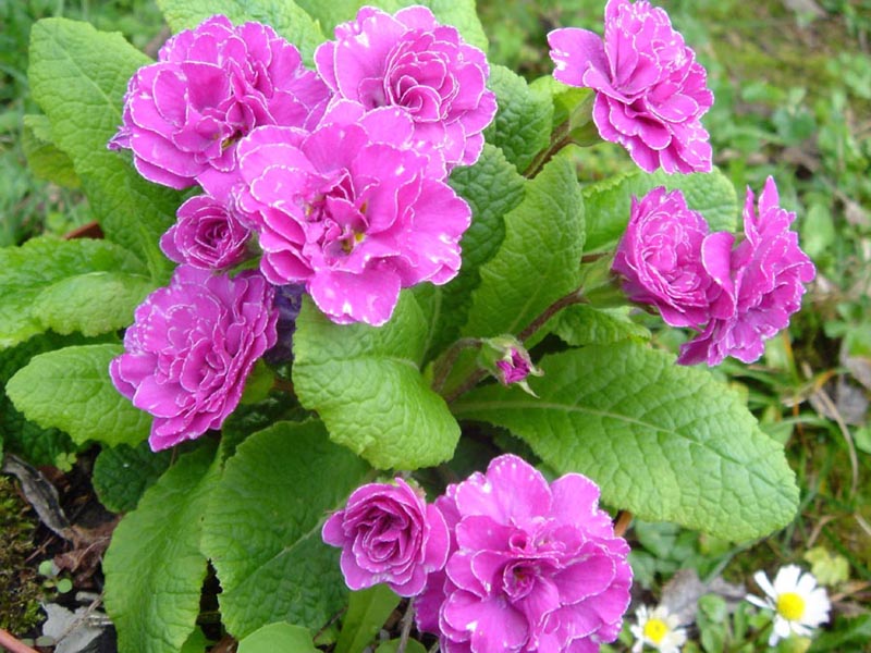 Primula 'Easter Bonnet' photo
